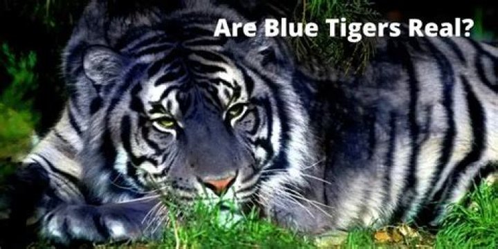 Are Blue Tigers real?