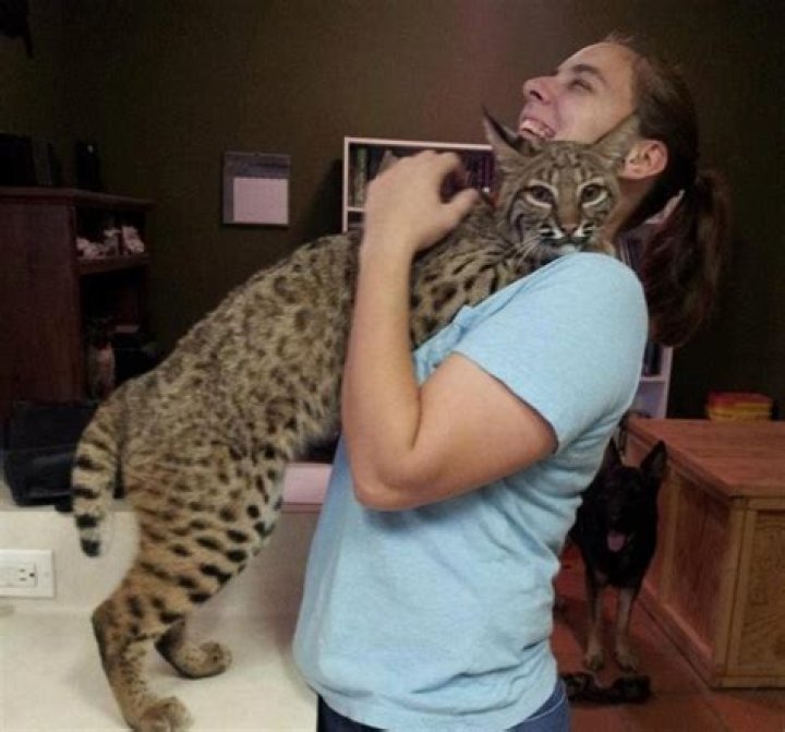 Are bobcats pets?