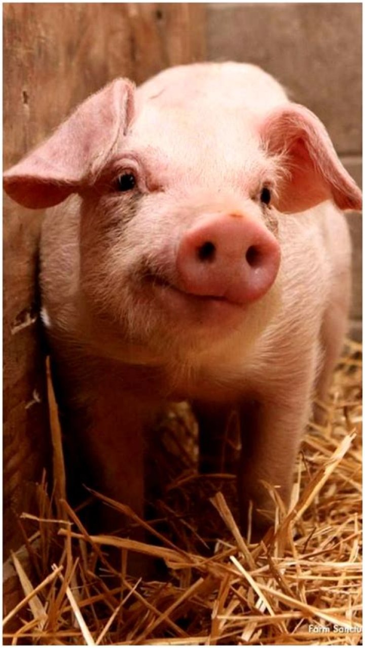 Are pigs immune to snake venom?