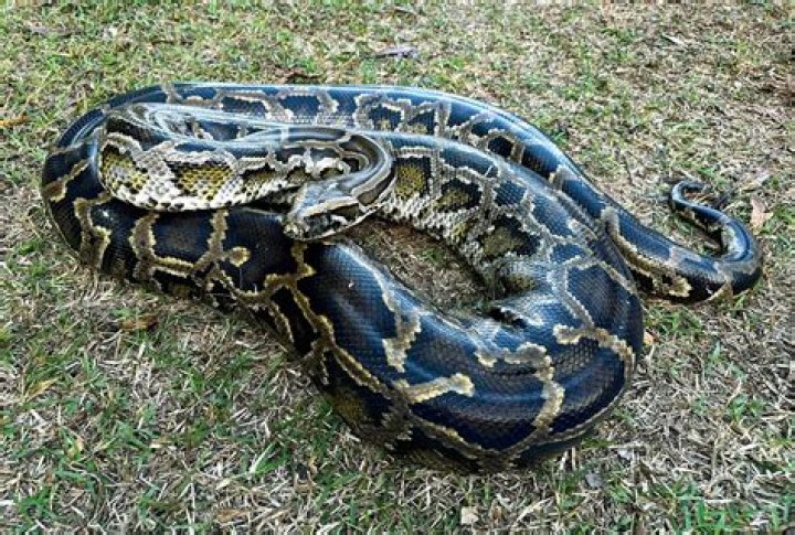 Are there pythons in Hawaii?