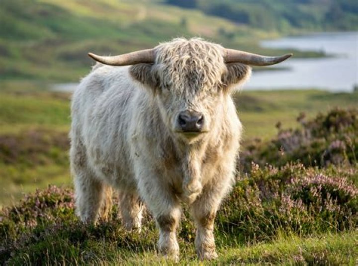 Are there white cows?