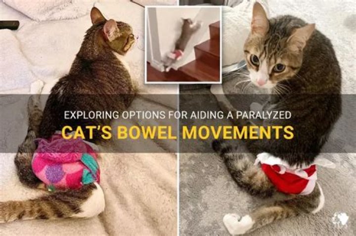 Can a paralyzed cat poop?