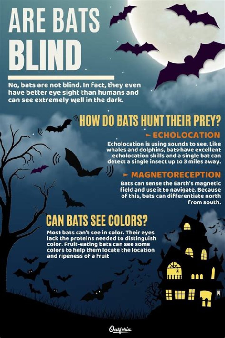 Can bats see during the day?