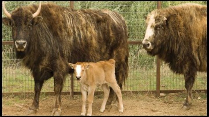 Can bison mate with cows?