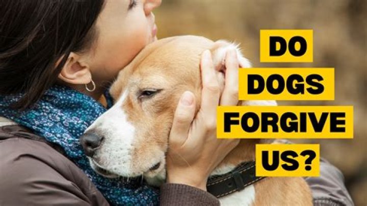 Can dogs forgive abusers?