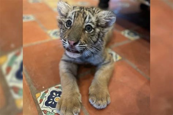 Can I own a tiger in Florida?