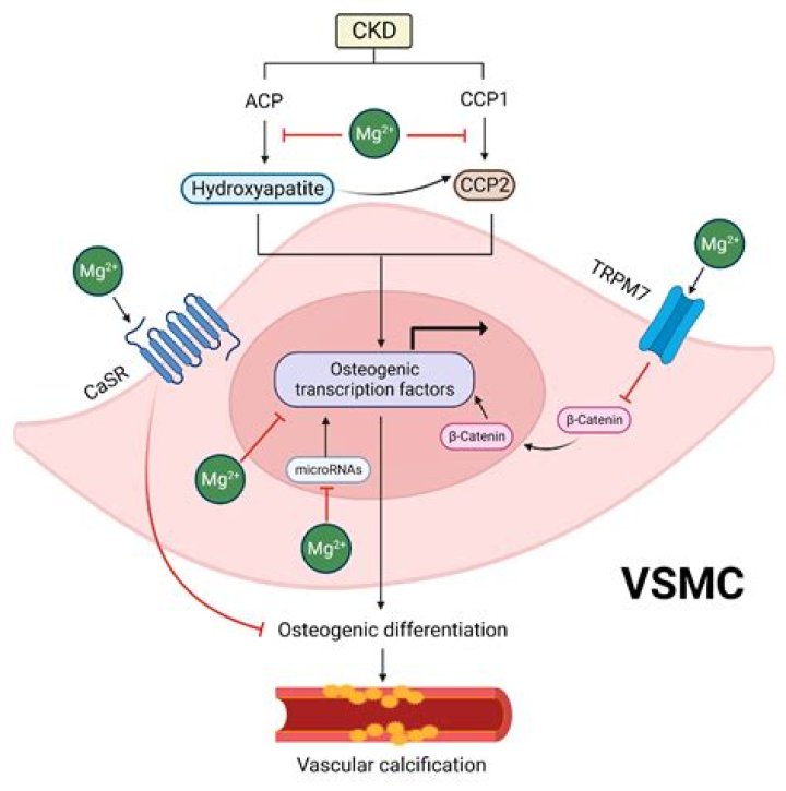 Can magnesium reverse calcification?