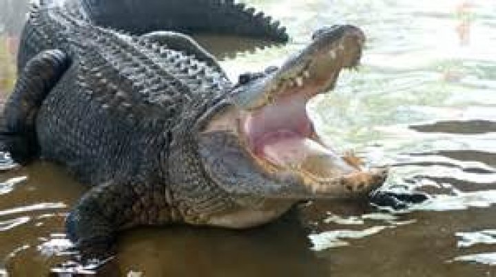 Can you eat alligator?