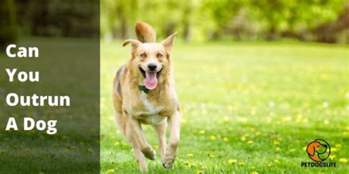 Can you outrun a dog?