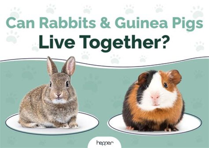 Can you train a guinea?