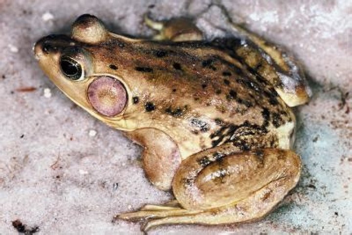 Do amphibians have moist skin?