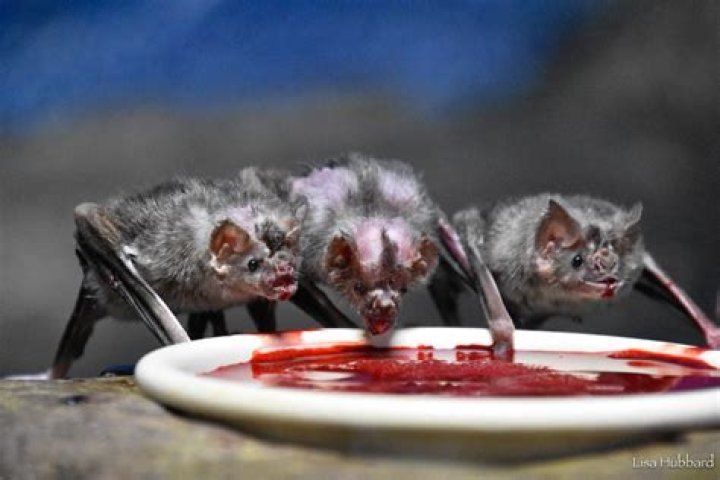 Do bats drink blood?