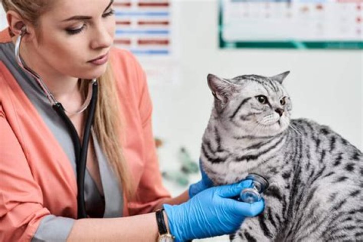Do cats get mad at their owners?