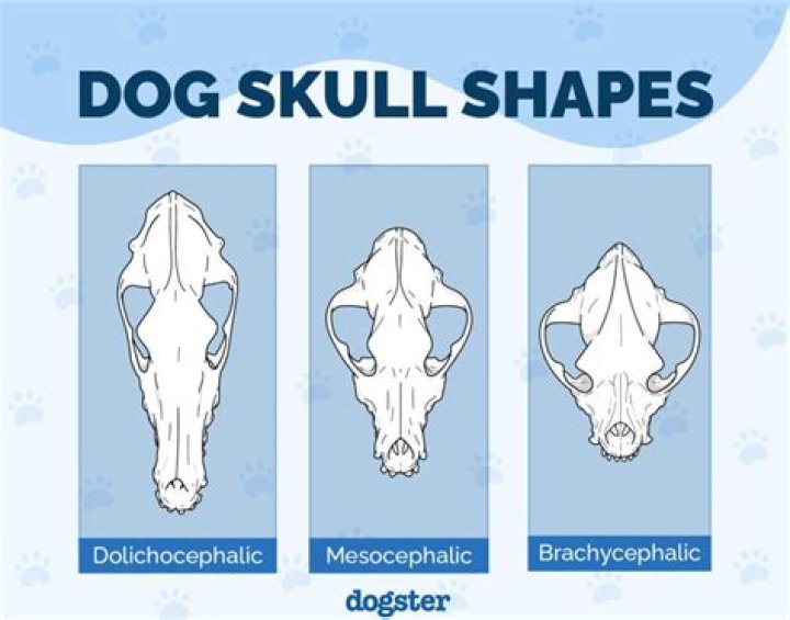 Do dogs have strong skulls?