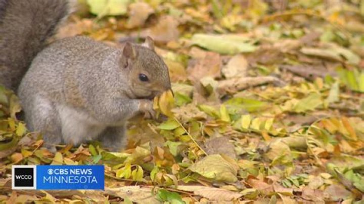 Do squirrels take golf balls?