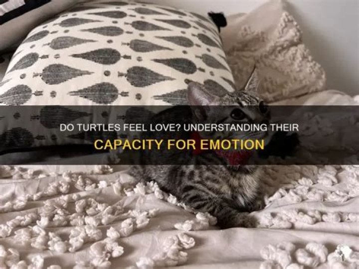 Do turtles feel love?