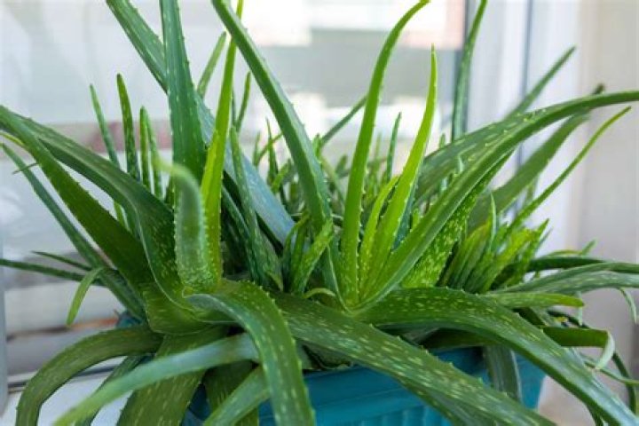 Does aloe vera need sunlight?