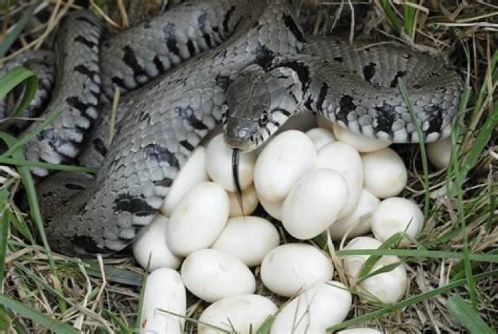 Does snake lay eggs or give birth?