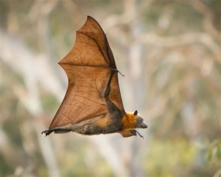 How do bats chat?