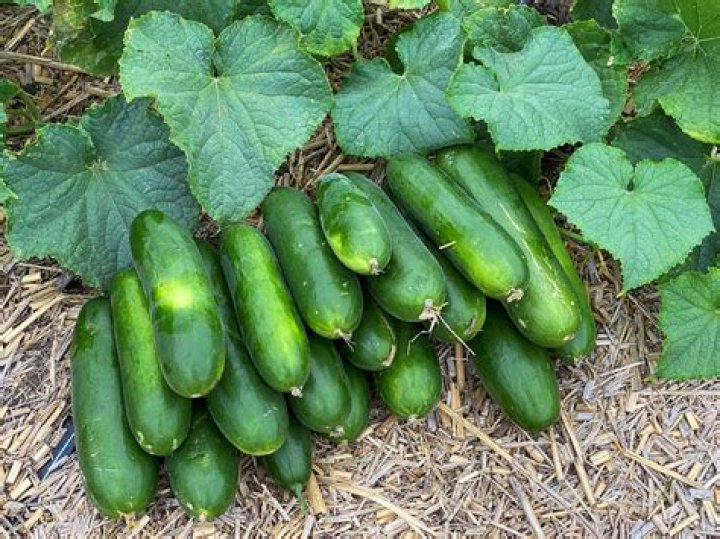 How do cucumbers make your stomach flat?