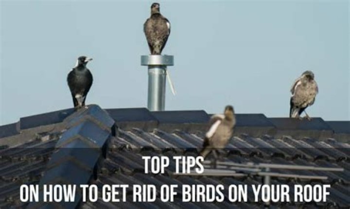 How do I get rid of birds in my roof?