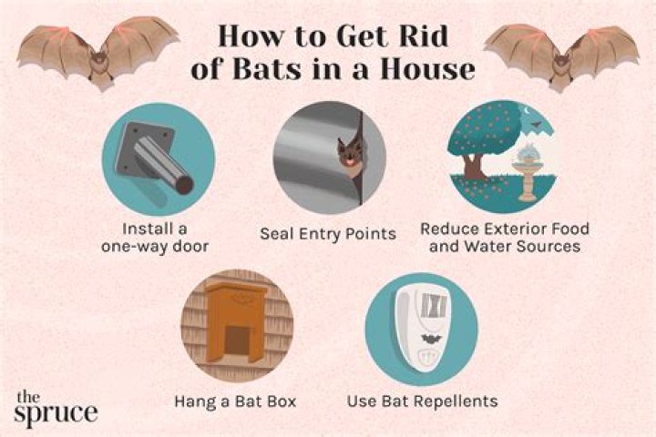How do you find a bats nest in your house?