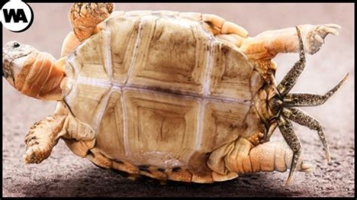 How do you know when a turtle trusts you?