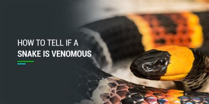 How do you tell if a snake in the water is poisonous?