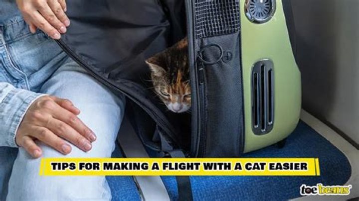 How far will a cat travel to get back home?