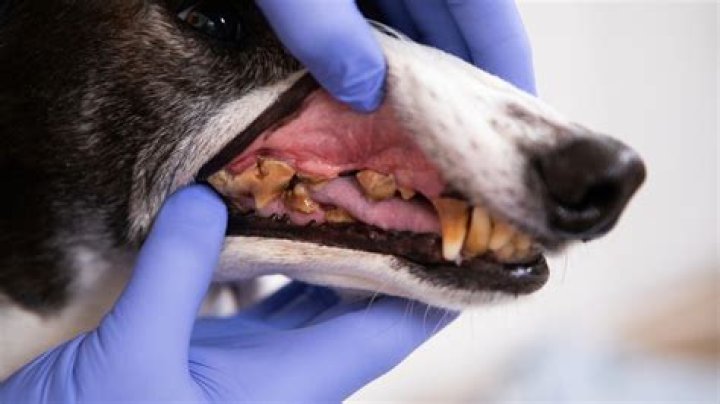 How long can a rotten tooth stay in your mouth?