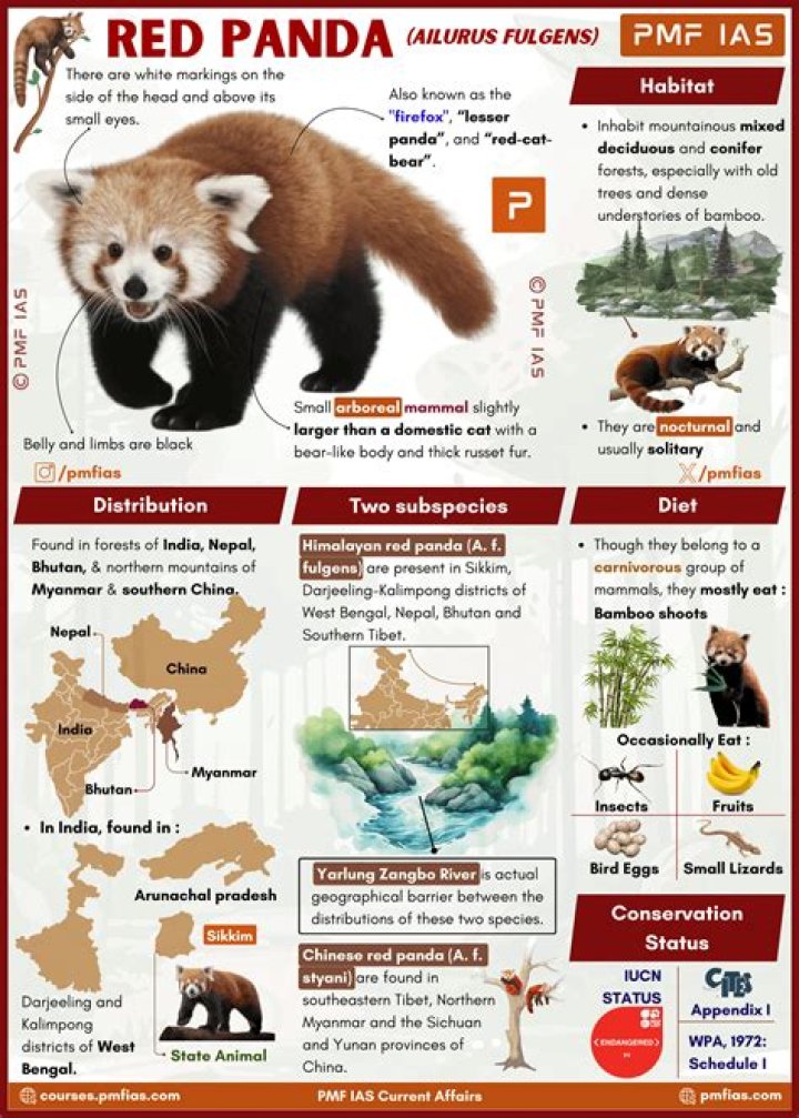 How long do red panda live?