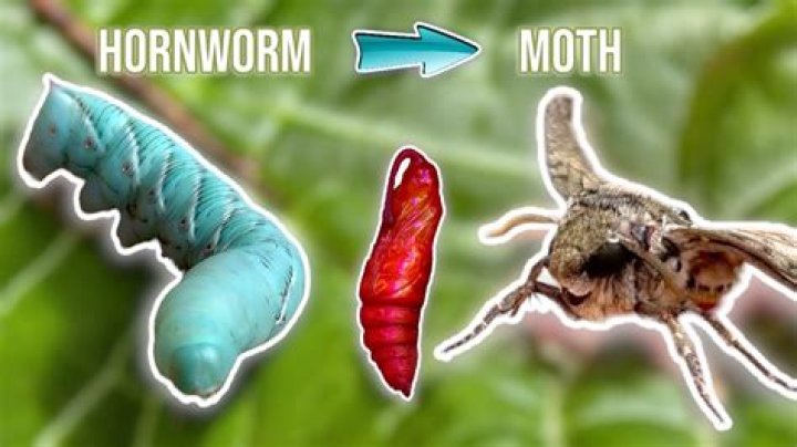 How long does it take a worm to dig a hole?