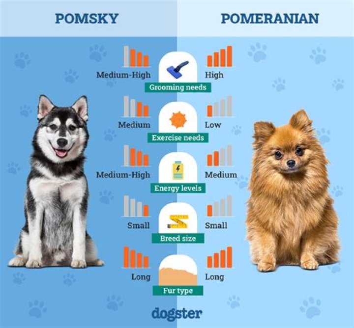 How long until a Pomsky is full grown?