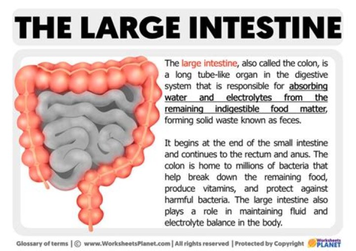 How many feet of intestines do we have?