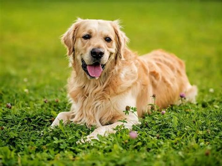 Is lamb good for golden retrievers?