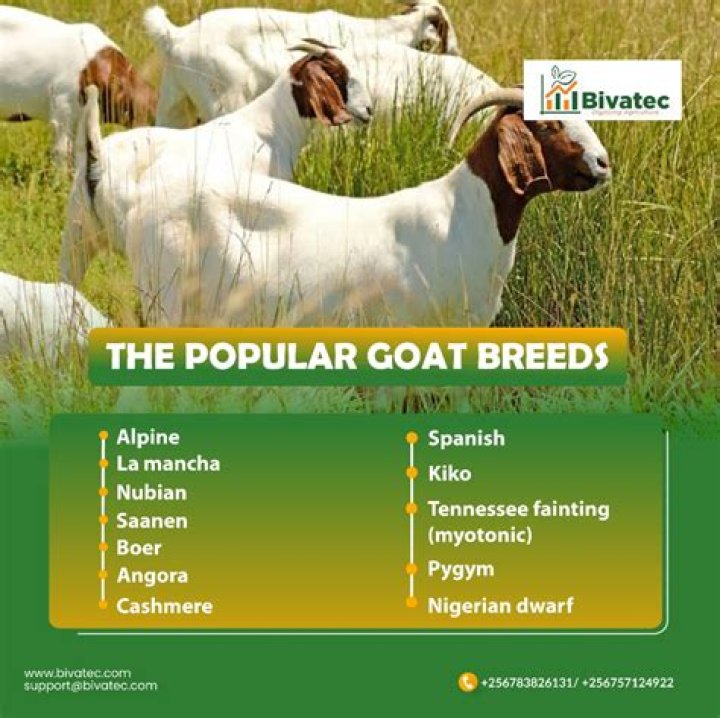 Is molasses good for goats?