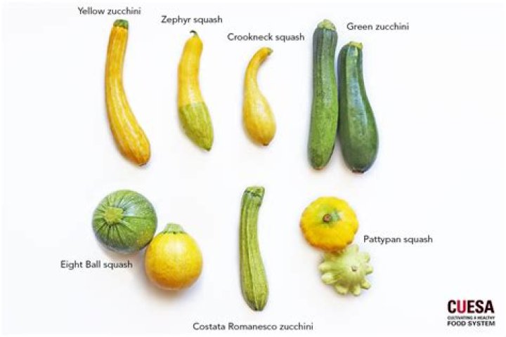 Is squash a good workout?