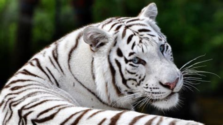 Is Tiger still recovering?