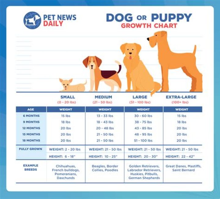 What age is a puppy worse behaved?
