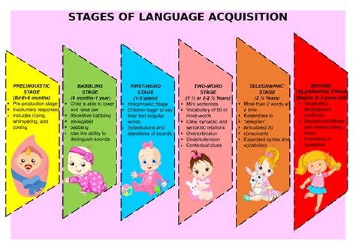 What are the stages of locomotion?