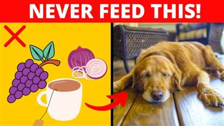 What can Golden Retrievers not eat?