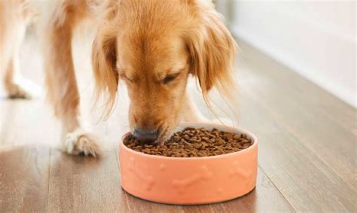 What can I feed my dog with gastrointestinal problems?