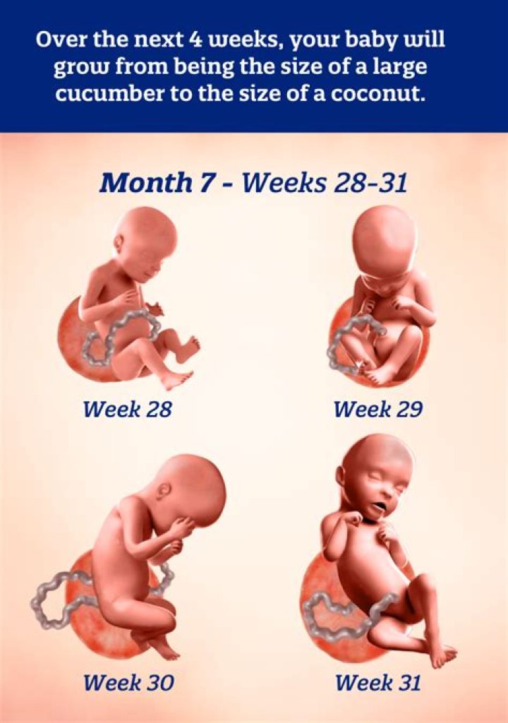 What decides who the baby looks like?