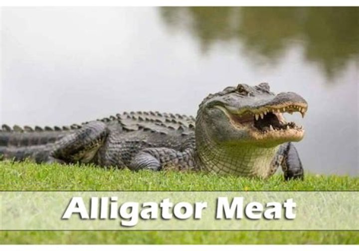 What does alligator meat sell for?
