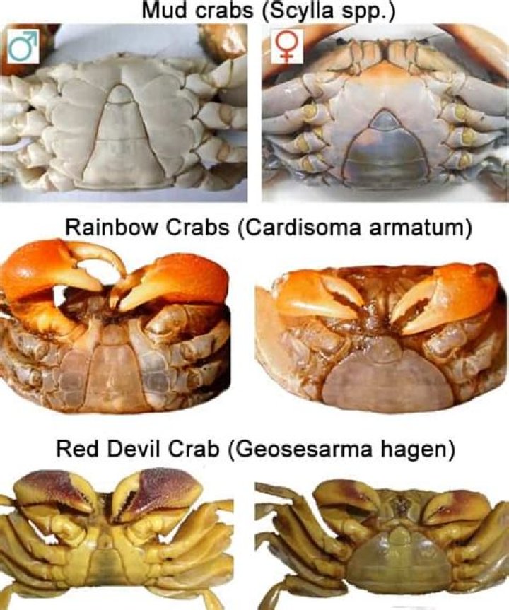 What does it mean if crab meat is gray?