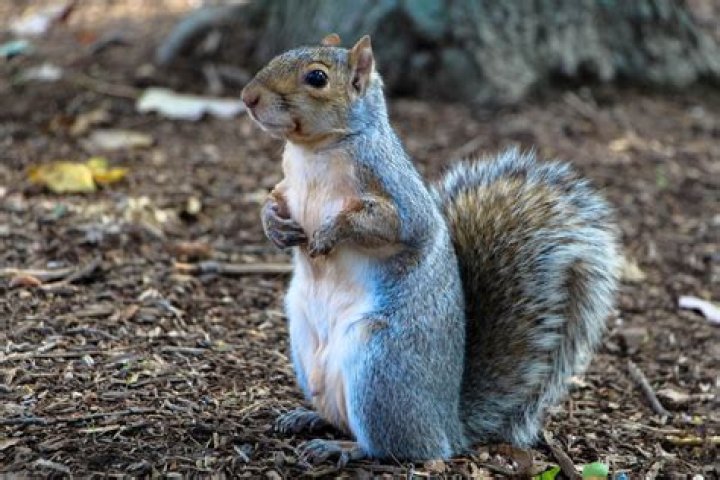 What does it mean when a squirrel stands up?