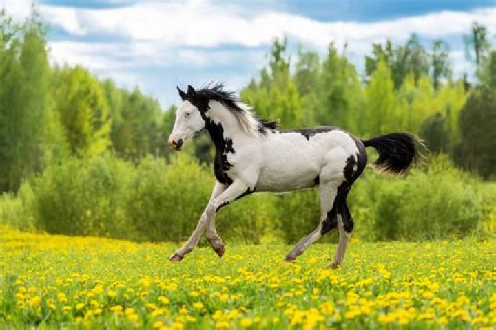 What does piebald mean in horses?