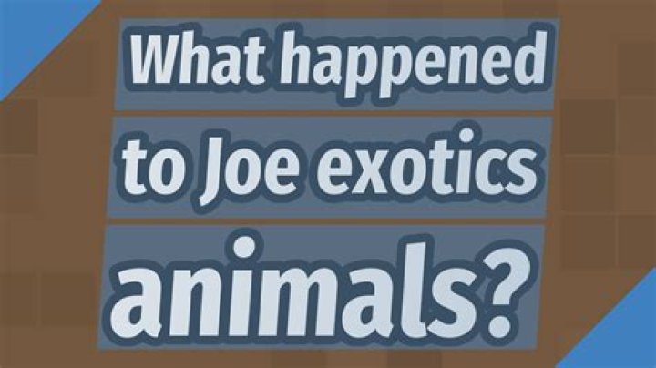 What happened to Joe exotics animals?