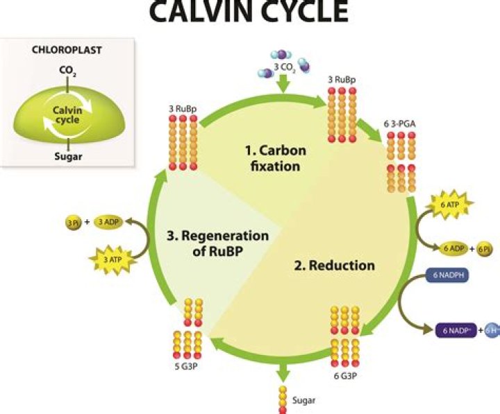 What happens during Calvin cycle?