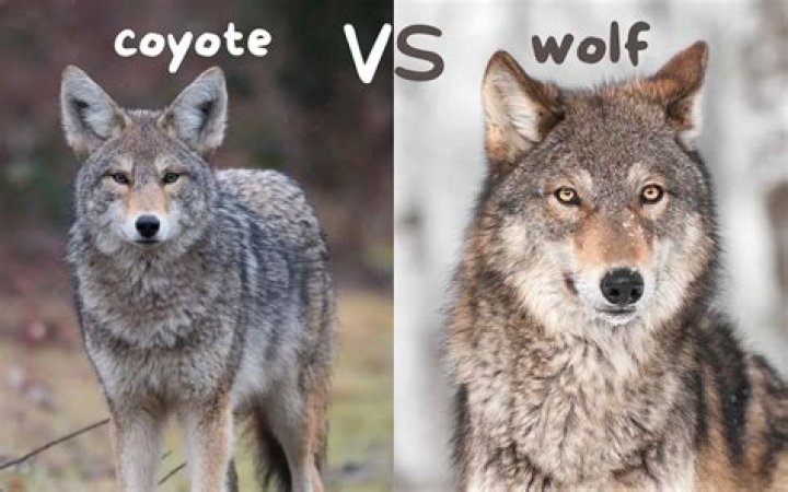 What happens when a coyote gets rabies?